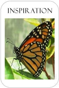 compressed butterfly