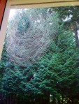 Web at my Window Jane Green 10/2014