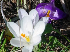 crocus